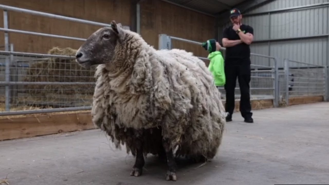 Britain&rsquo;s loneliest sheep &lsquo;Fiona&rsquo; rescued after two years stuck on cliff
