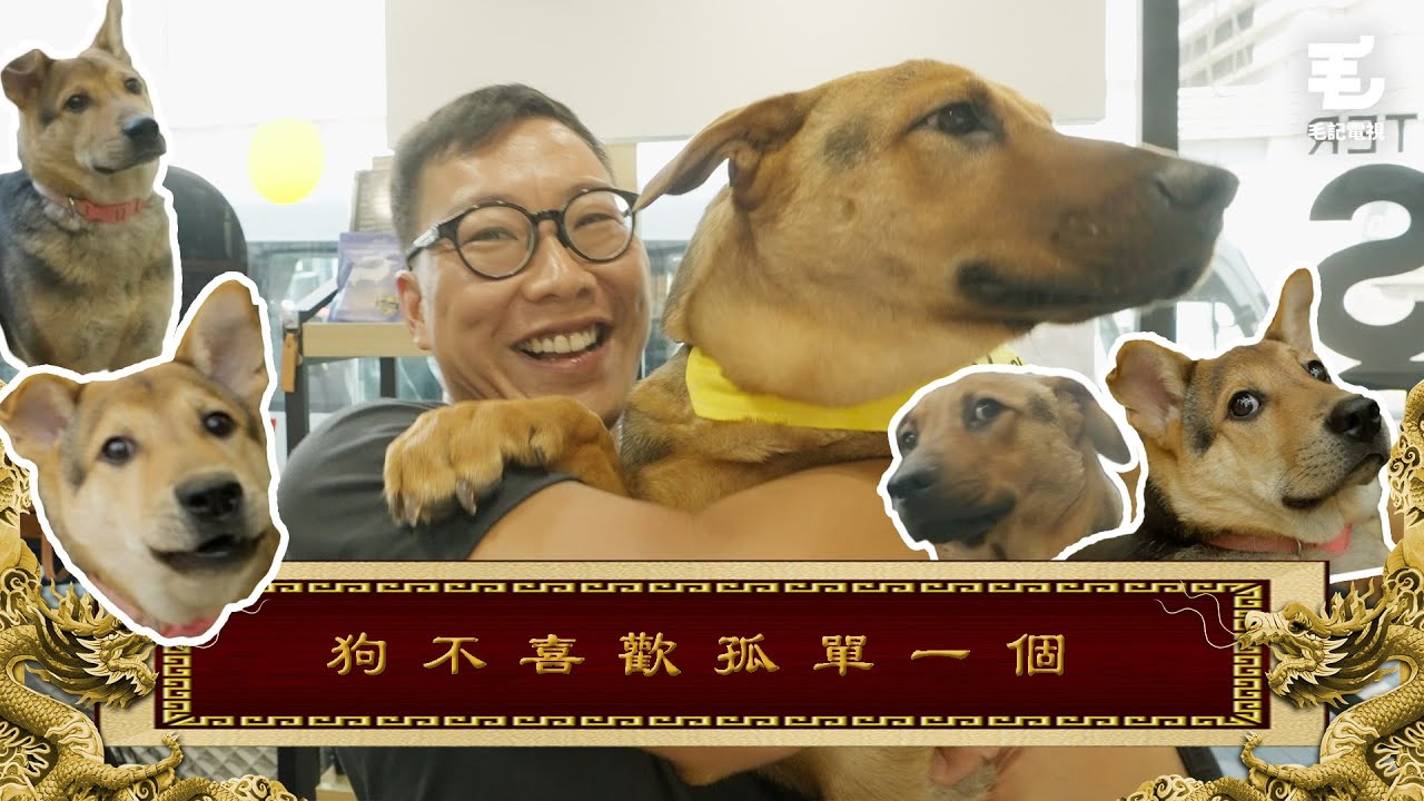 一日暫養人！養狗狗仔喺公司一日！？24/8 《國家級任務》第152集 - 狗不喜歡孤單一個