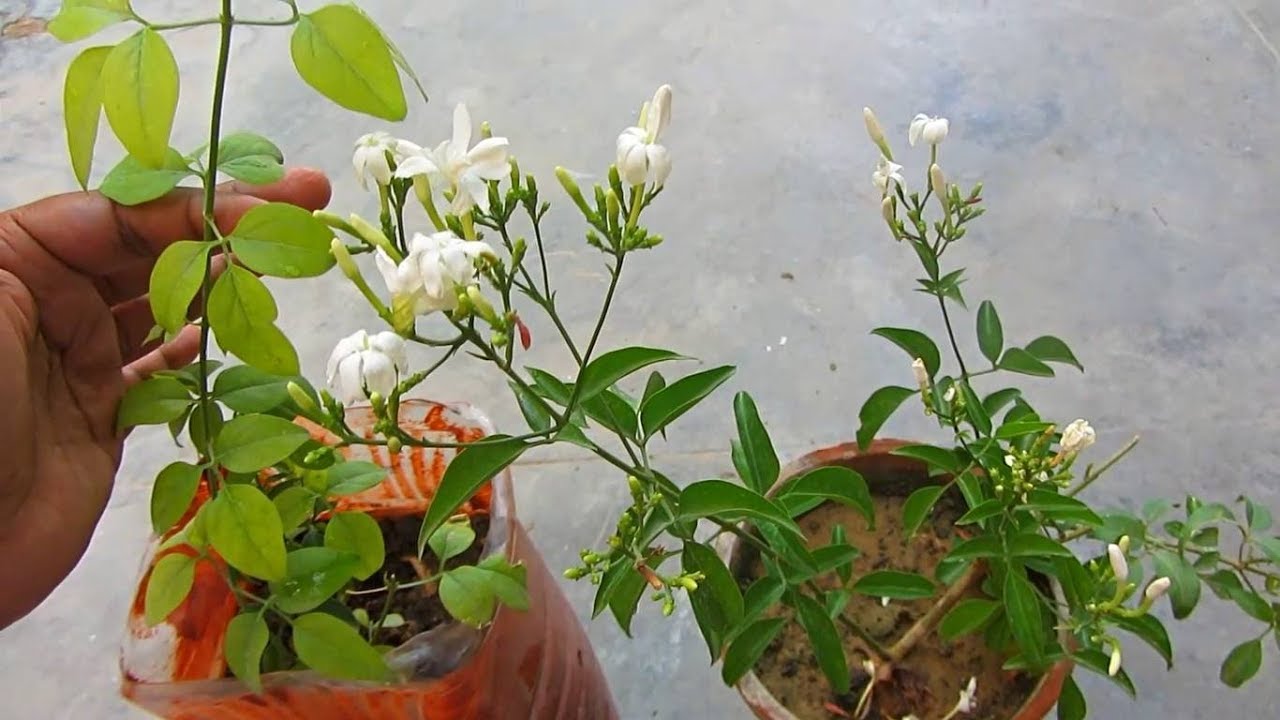 Chameli / Jasmine Caring Tips | Summer Flowering Vine | Urdu/HIndi