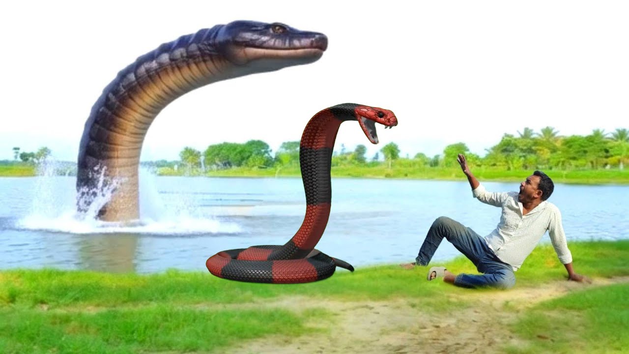 Anaconda | Cobra Snake in Real Life HD Video | Part 20