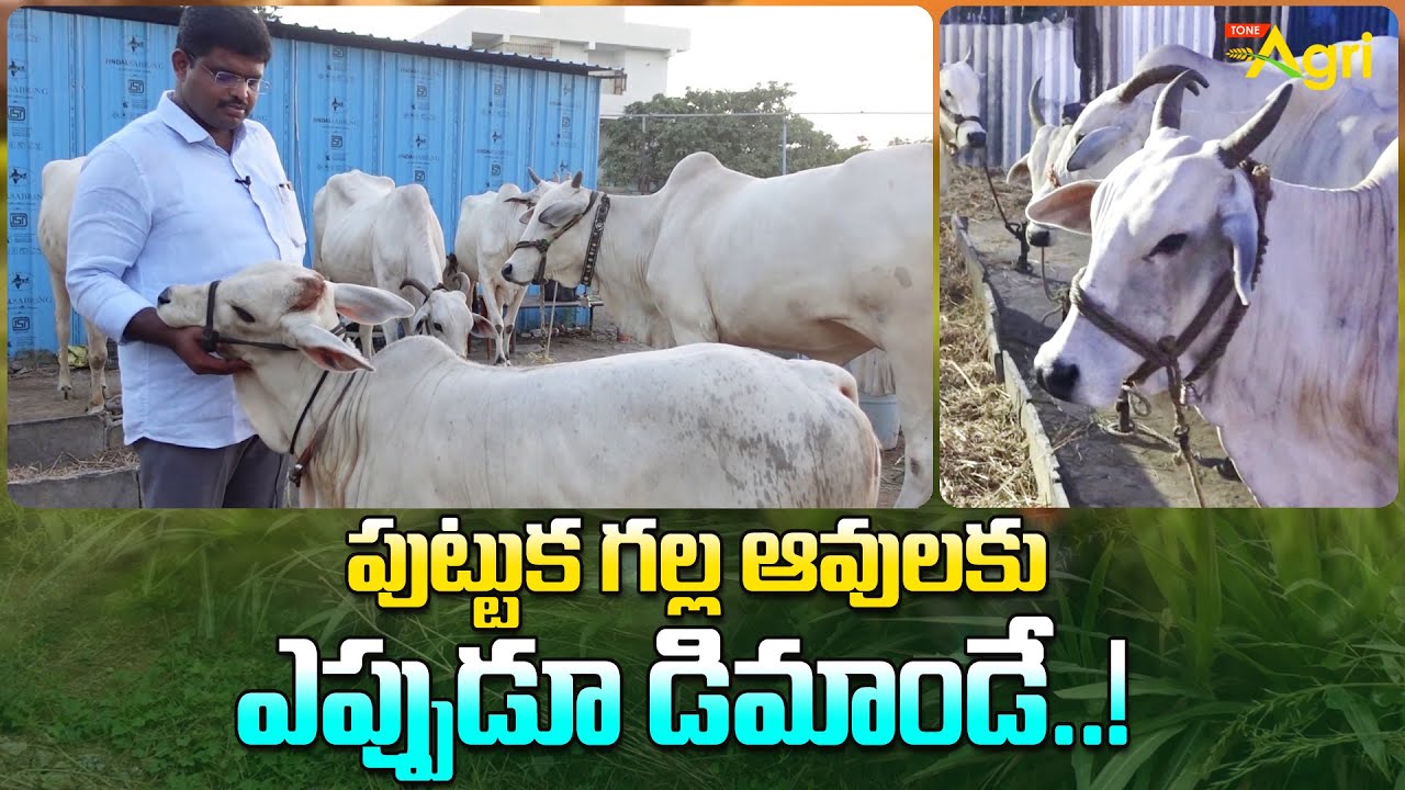 Ongole Cow Characteristics | పుట్టుక గల్ల ఆవులకు ఎప్పుడూ డిమాండే..! Tone Agri