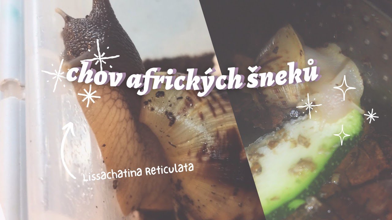 Afričtí šneci: vše co potřebujete vědět 🐌🌍