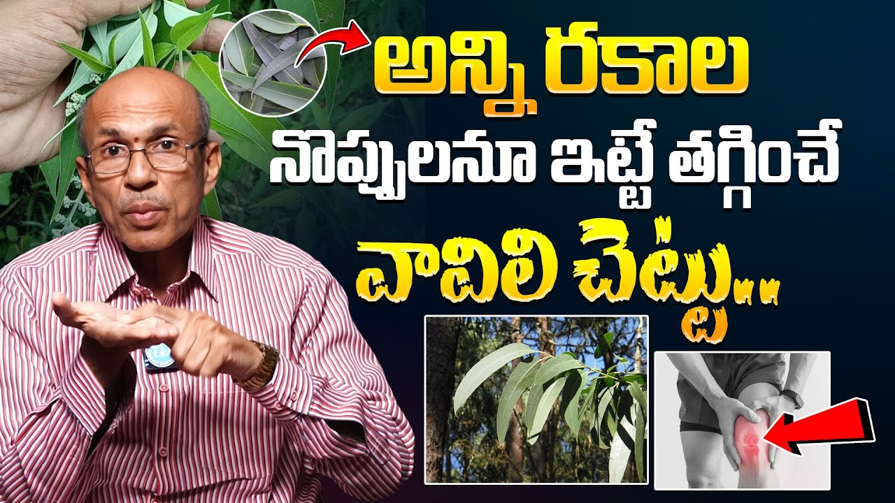 అన్ని రకాల నొప్పులనూ ఇట్టే తగ్గించే వావిలి చెట్టు.! Health Benefits of Vavili Chettu | iDream Prime
