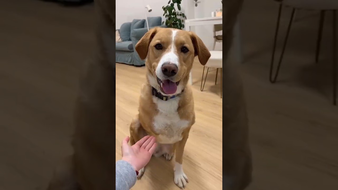 Она потеряла лапу, но вы должны это увидеть &hearts;️