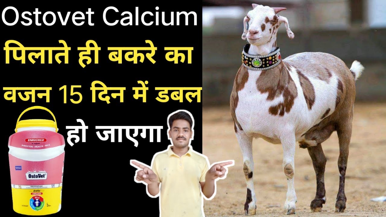 Bakre ko Calcium dene ke fhayde || बकरों में कैल्शियम की कमी / Ostovet calcium use for Goats