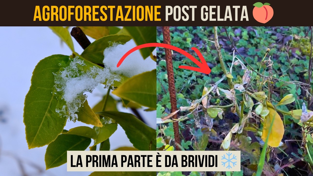 Dopo la GELATA: come stanno i miei AGRUMI? 🍊