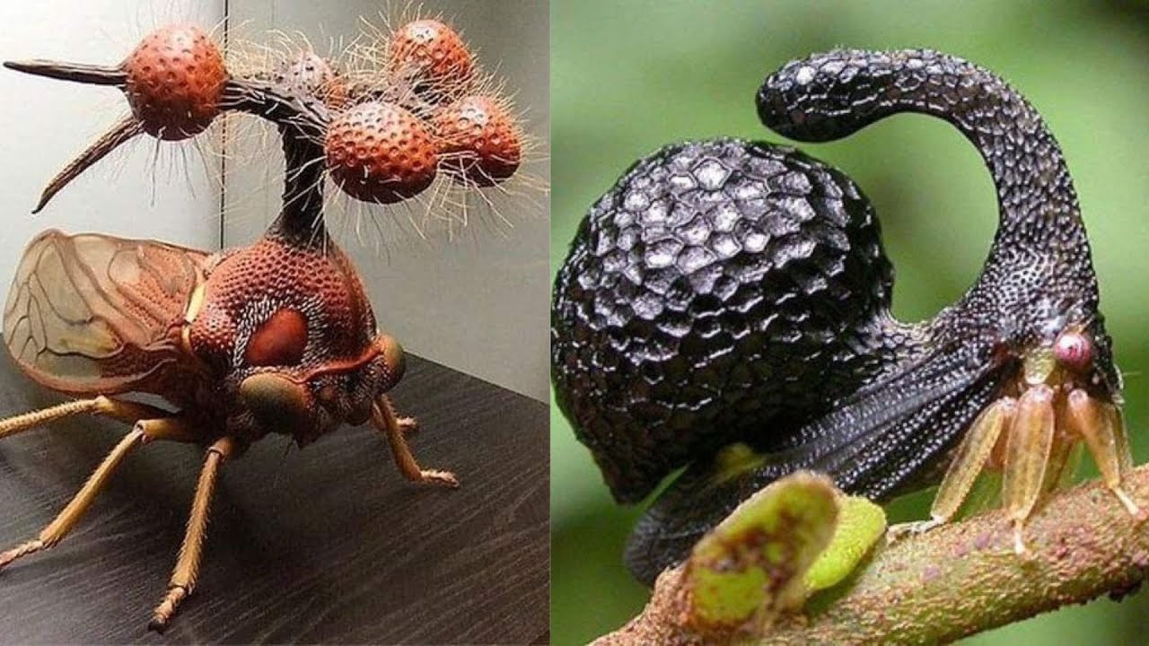 15 Insectos Tan Bizarros Que No Parecen Reales
