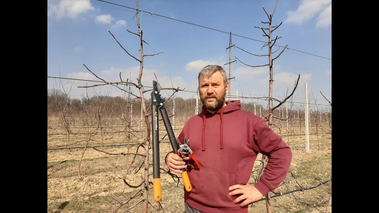 Обрізка сорту Лігол на підщепі  М-9