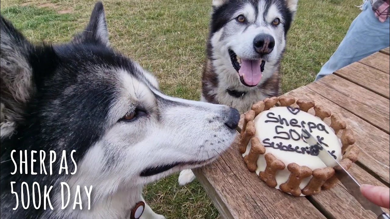 How Sherpa the Husky spent his 500K day
