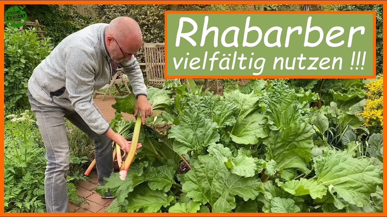 Rhabarber vielfältig nutzen - Dünger für Gemüse -  Spritzmittel gegen Läuse, Kraut- und Braunfäule