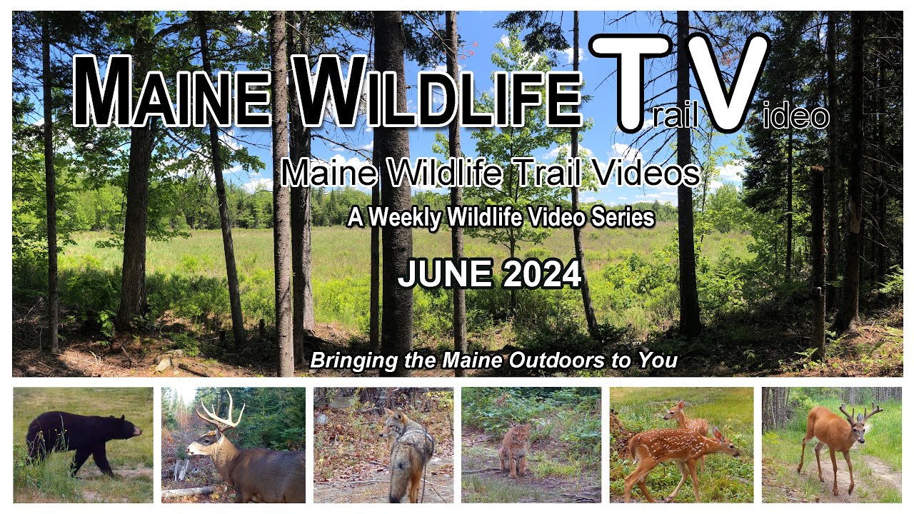 Maine Wildlife Trail Video - Black Bear/Fawns/Saw-Whet Owl/White Tail/Turkey
