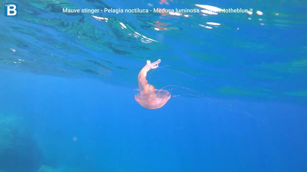 Pelagia noctiluca Medusa luminosa Mauve stinger intotheblue.it