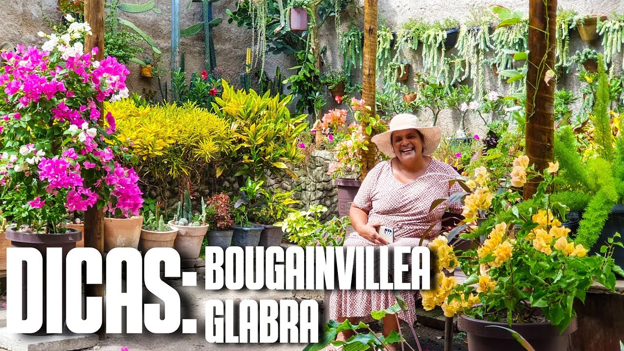 BOUGAINVILLEA GLABRA: REPLANTE E DICAS DE CULTIVO | PLANTA FLORIDA, LINDA E FÁCIL | PRIMAVERA