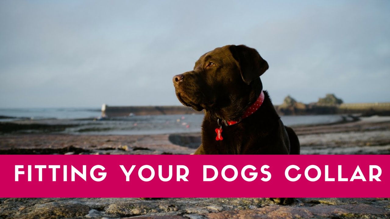 How To Fit Your Dogs Collar Correctly