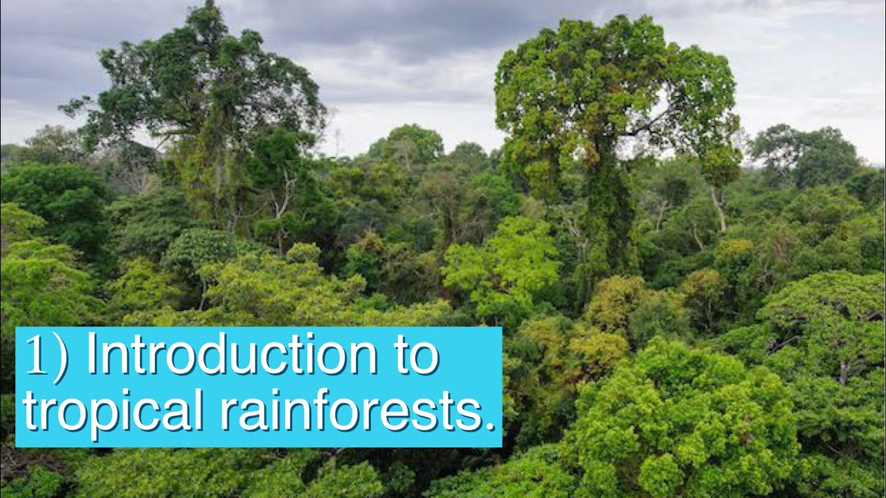 Introduction to tropical rainforests - AQA GCSE Geography Unit 1B