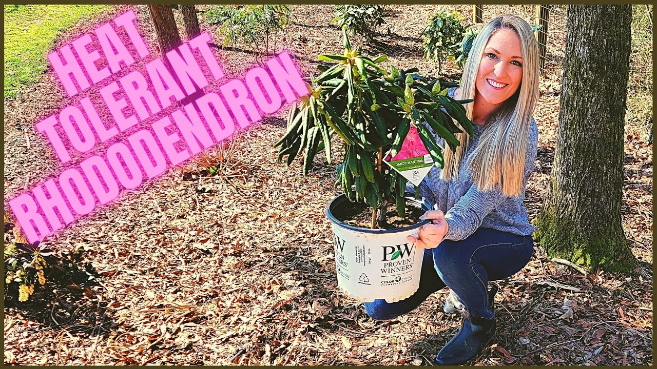 How To Plant A Rhododendron In Clay Soil | Heat Tolerant Dandy Man Pink
