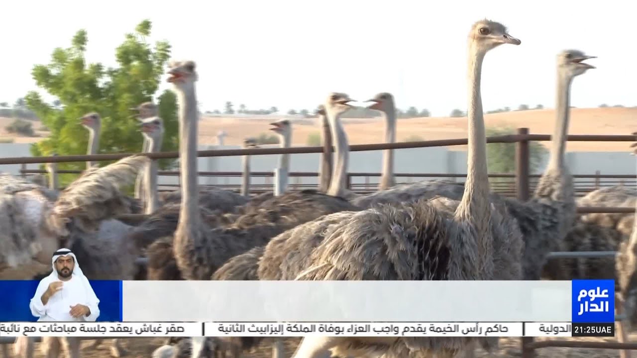 مزرعة النعام في الإمارات رعاية وأساليب حديثة في التربية والزراعة