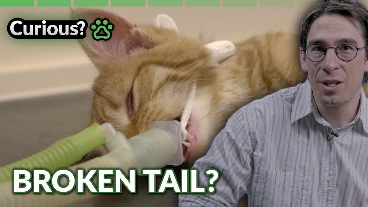 Behind the Scenes at the Vet Clinic | Inside The Vets