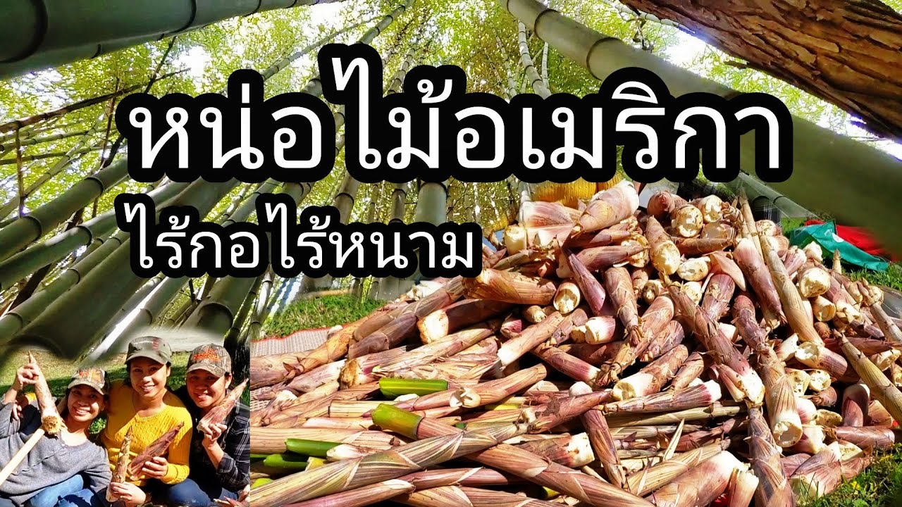 หาหน่อไม้สดอเมริกาไร้กอไร้หนาม Bamboo in the USA.เขยศรีสะเกษ#เมียฝรั่งอีสานในต่างแดน.หน่อนางดิน.