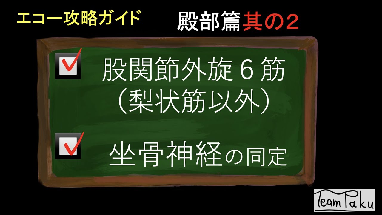 チームぱくチャンネル　【エコー攻略ガイド】　基礎から応用まで全て分かる！　              殿部篇  其の２ (股関節外旋６筋（梨状筋を除く）、坐骨神経の同定)