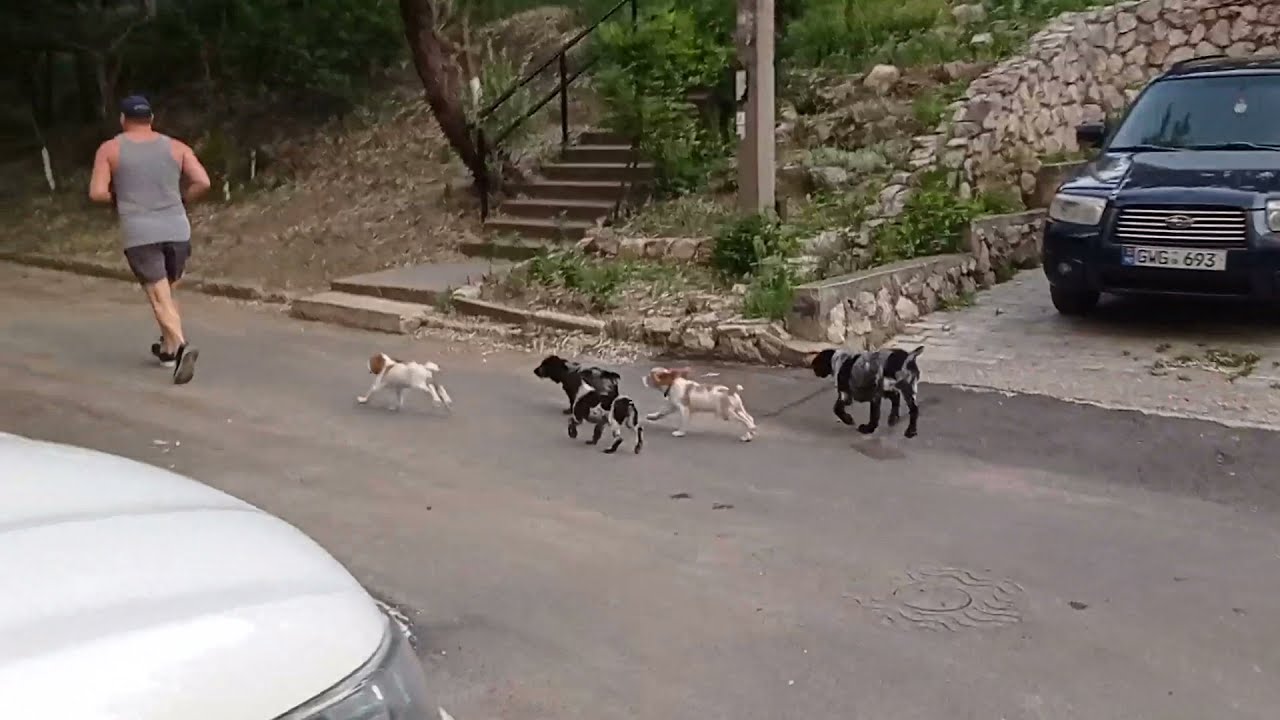русский спаниель часть 4 гуляем и пристраиваю щенков