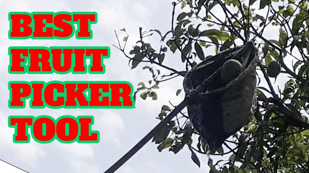 Fruit Picker | Mango Harvesting | Pluck Mangoes | Stick | Net | Plucker tool | home made |  basket
