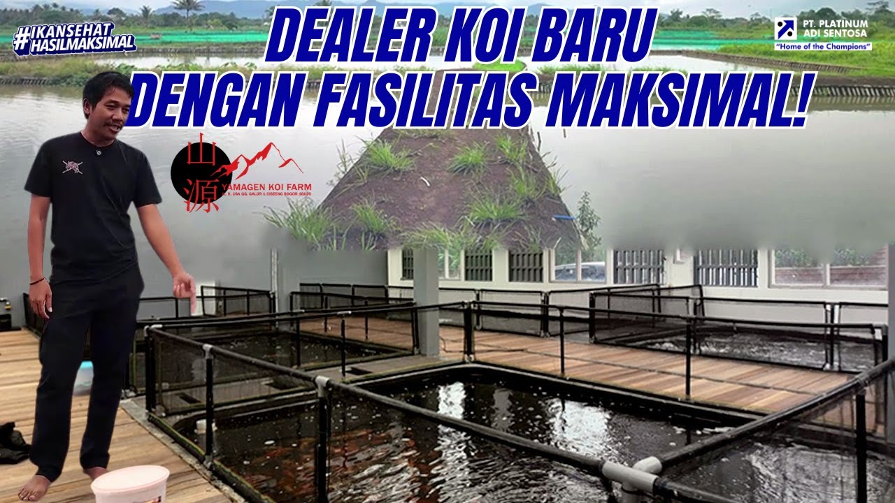 MUD POND SELUAS INI DIKASIH PAKAN JPD 9 X SEHARI!?😱 BISA DIBAYANGKAN HASILNYA SEPERTI APA🥶 — Yamagen