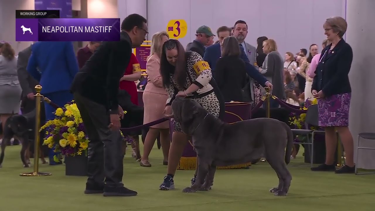 Neapolitan Mastiffs | Breed Judging 2026