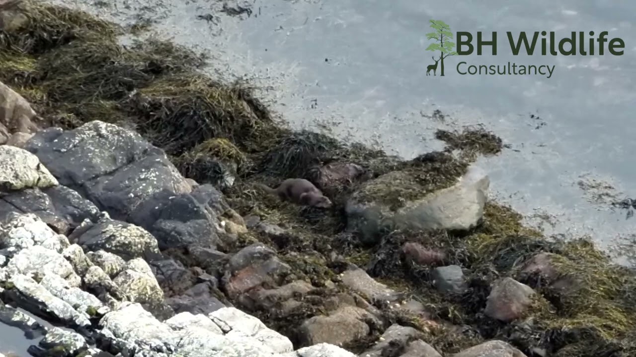 Otter on the banks of Tayvallich Estate - January 2024