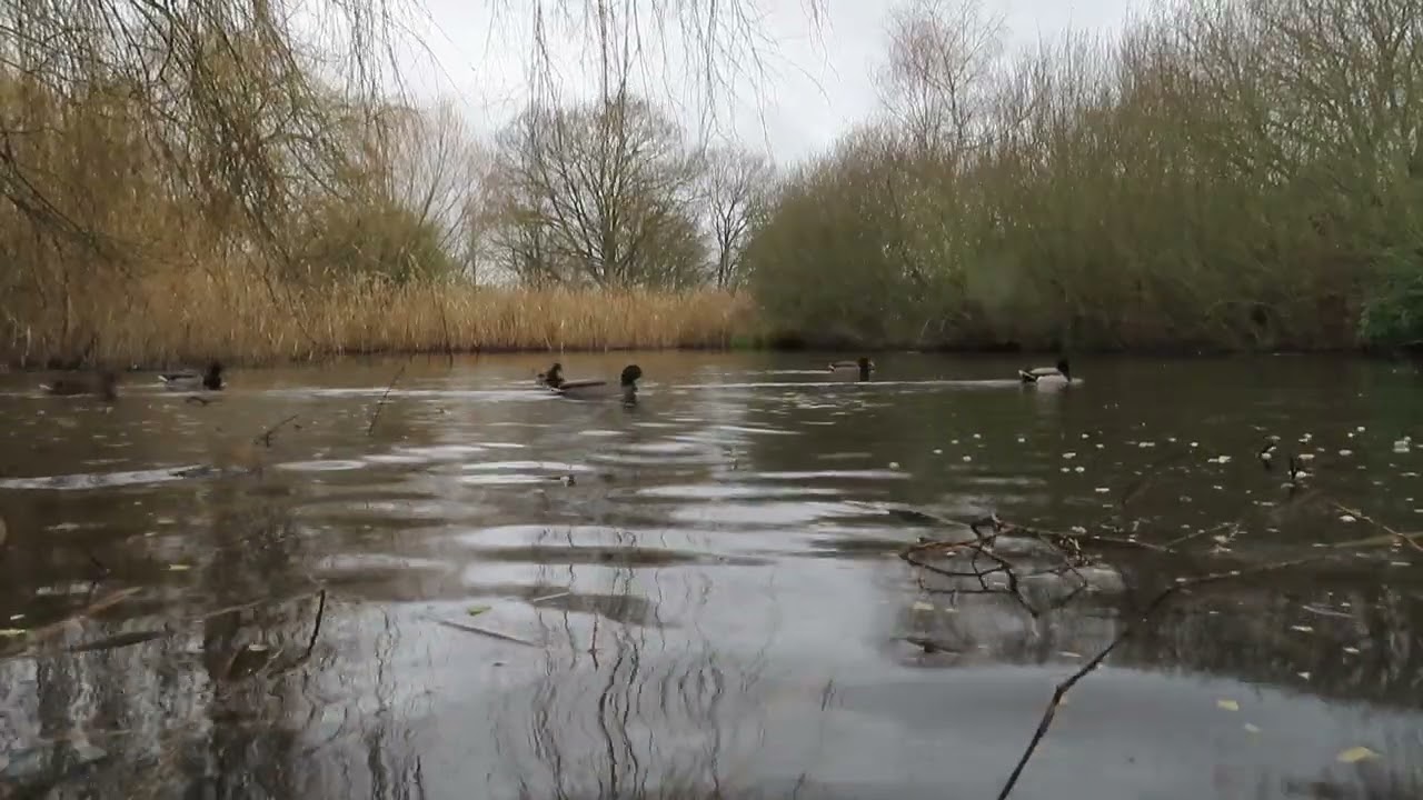 Which individuals are less neophobic? Mallards approach novel food (for animal behaviour practical)