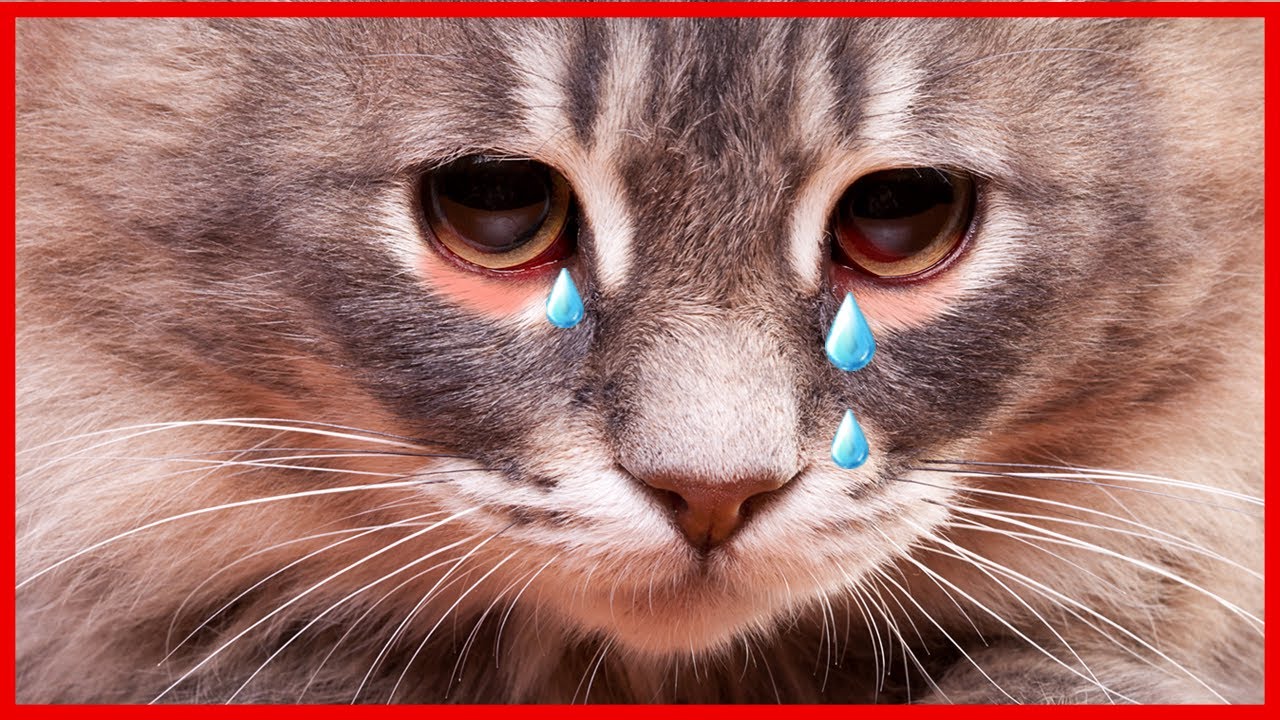 11 Essentials to Keep Your Indoor Cats Happy