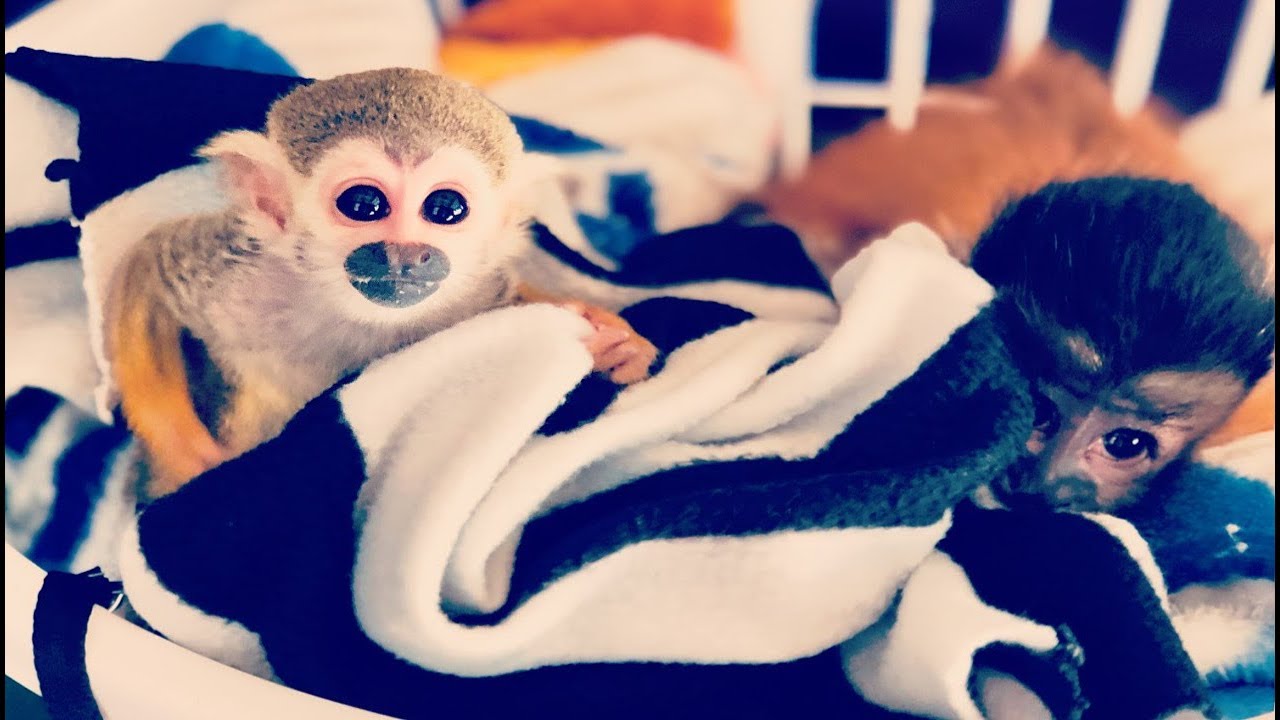 Baby Monkey oLLie Playtime with Happy the Baby Capuchin