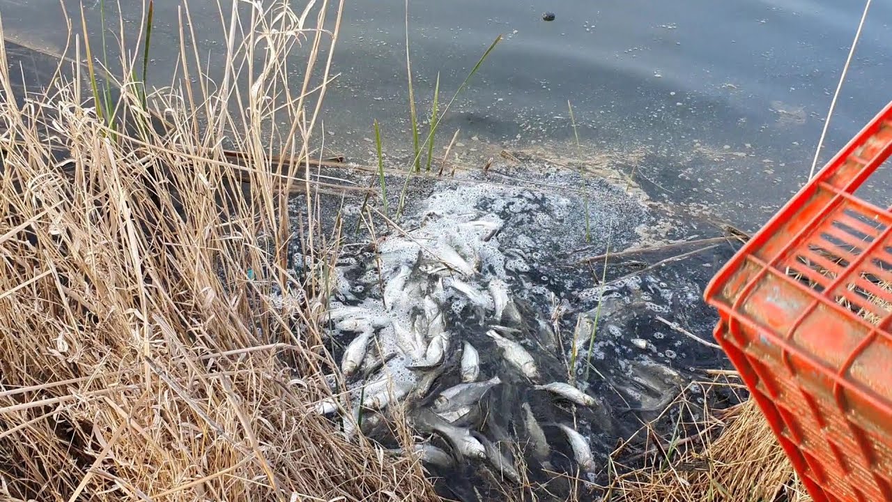 Tabiat qo'ynidagi Ko'limizga Do'ngpeshona🐟🦈 baliq chavaqlarini yubordik.