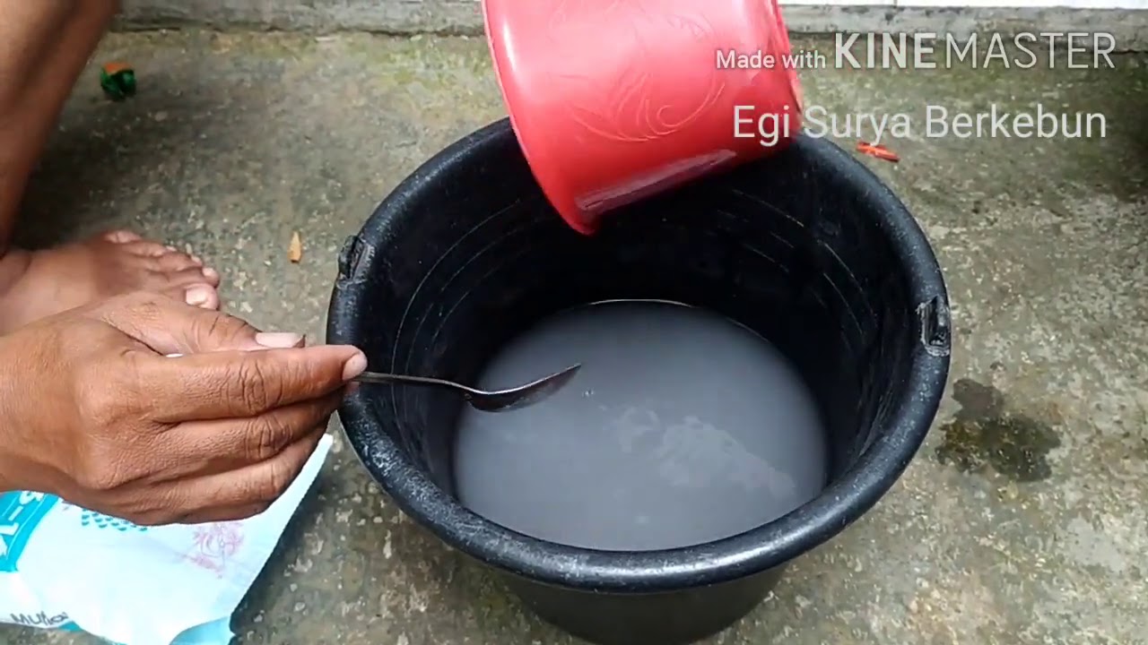 RAHASIA JAMBU AIR BERBUAH LEBAT DAN MANIS