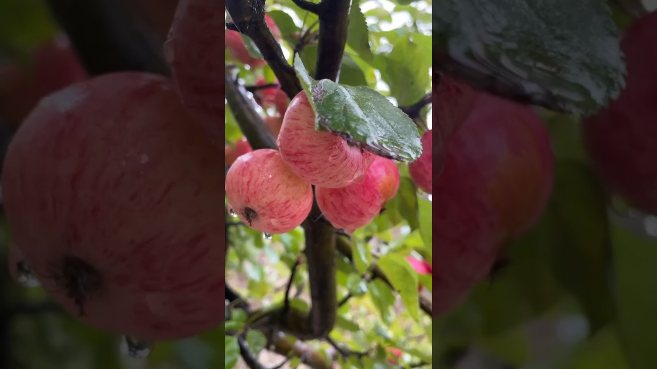 #apple #nature #mountains