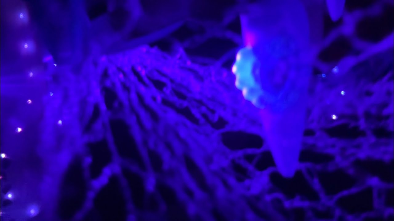 ASMR spider web with echo for sleep💤 #asmr #satsfying #asmrsounds #asmrtriggers