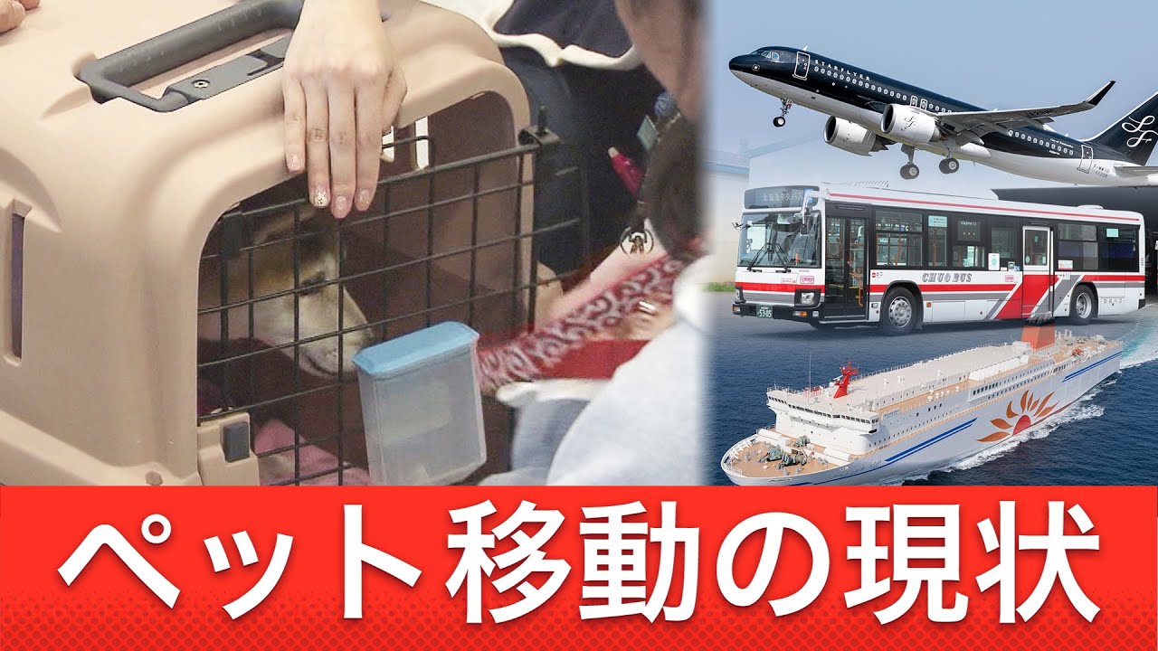 羽田の事故でペット2匹犠牲に…動物が「荷物」と同じ扱いに賛否両論 ペット同伴OKの航空会社も 地方の公共交通機関の場合は？