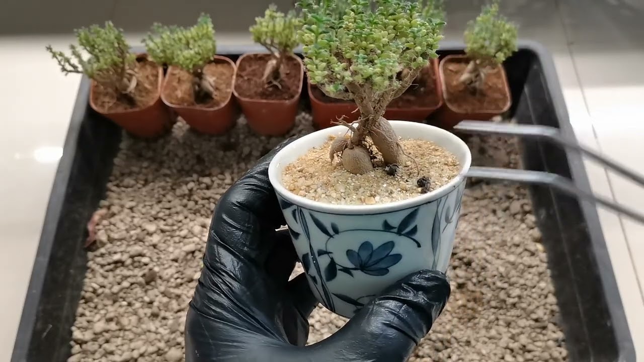 วิธีการดูแลปลูกเลี้ยง trichodiadema bulbosum