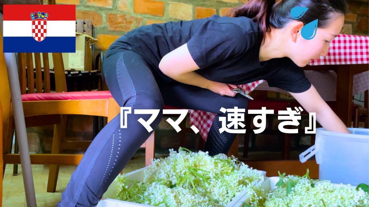 【国際結婚】クロアチア人のお姑さんと、エルダーフラワーのシロップ30Lとお茶を作ってみたら意外に超シンプルだった！