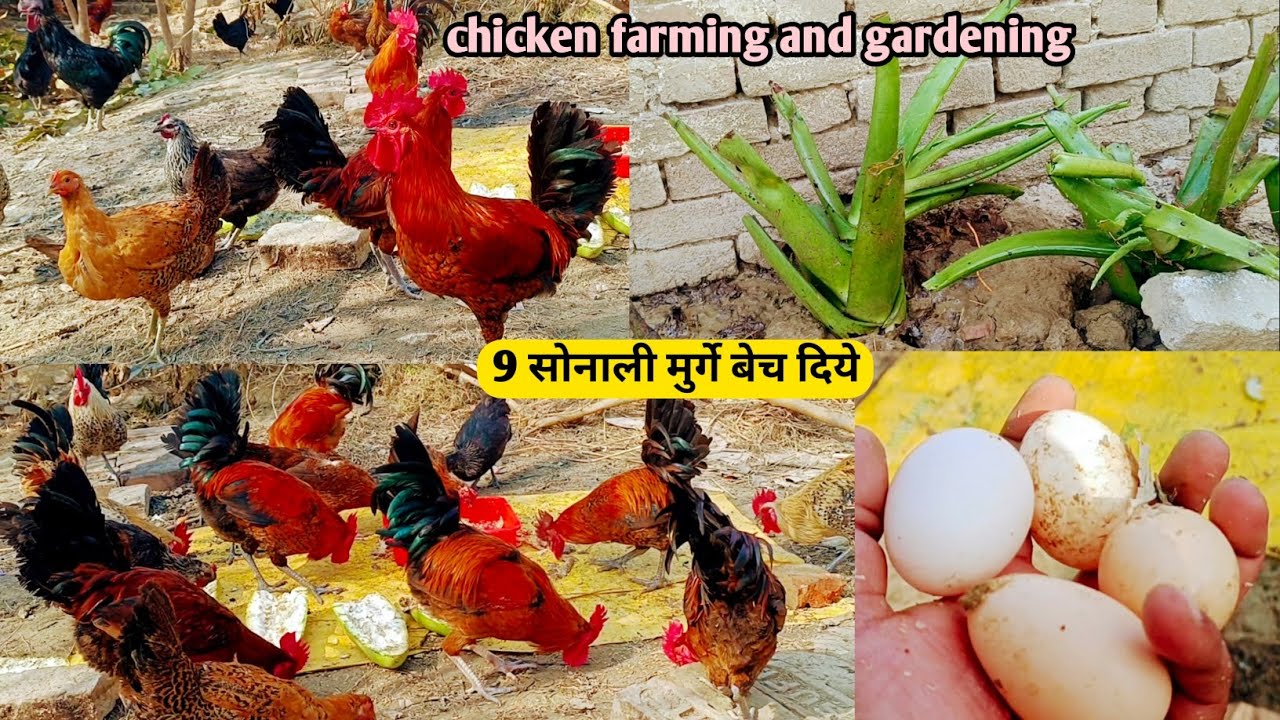 9 सोनाली के मुर्गे बेच दिये || chicken farming and gardening || desi murgi palan || 