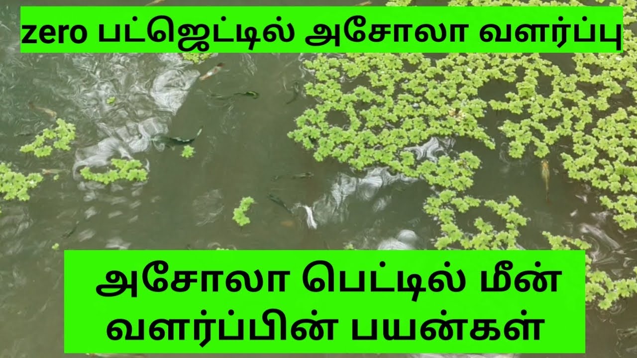 அசோலா பெட்டில் மீன் வளர்ப்பு மற்றும் பயன்கள்