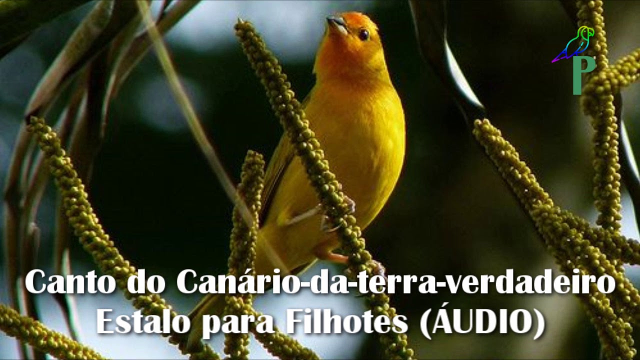 Canto do Canário-da-terra-verdadeiro Estalo para Filhotes (ÁUDIO)