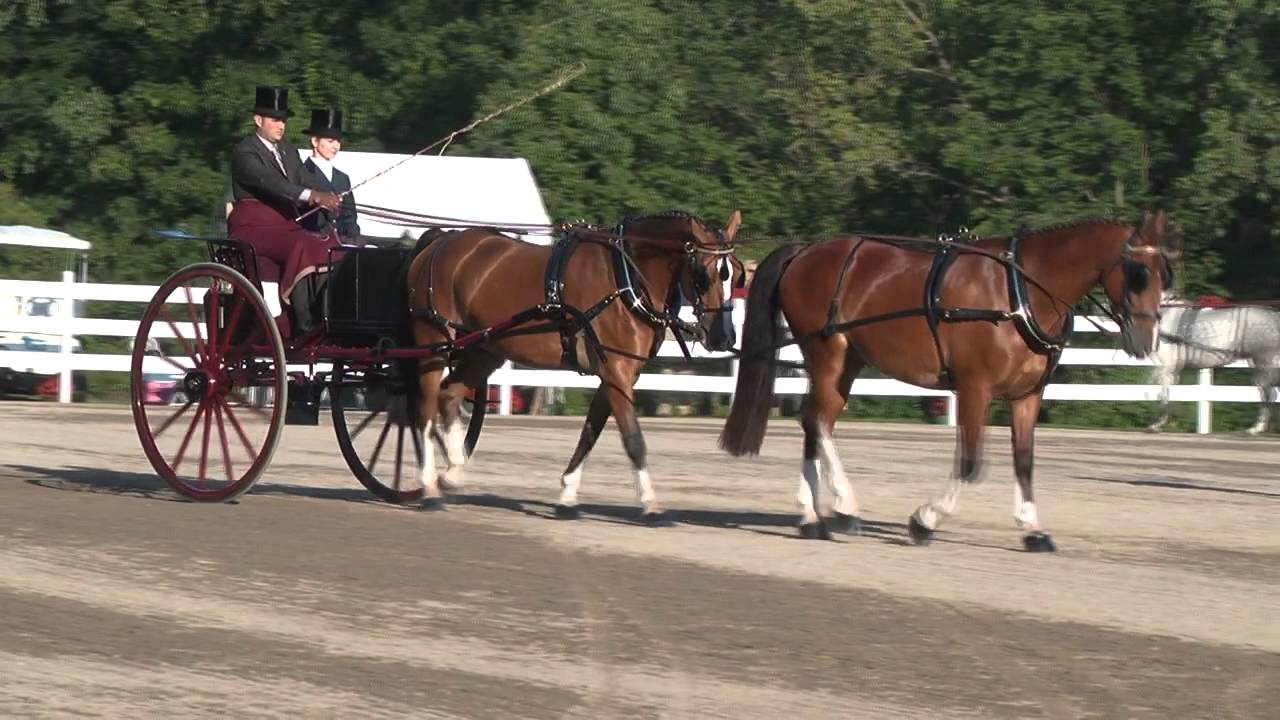 Tandem Horse/Ponies Reinsmanship Walnut Hill 2013