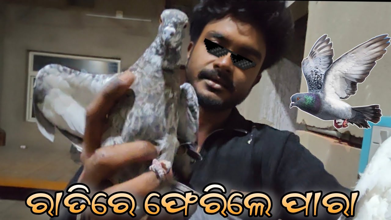 ରାତିରେ ଫେରିଲେ ପାରା 😱🤩||OMG||HIGHFLYER PIGEON|