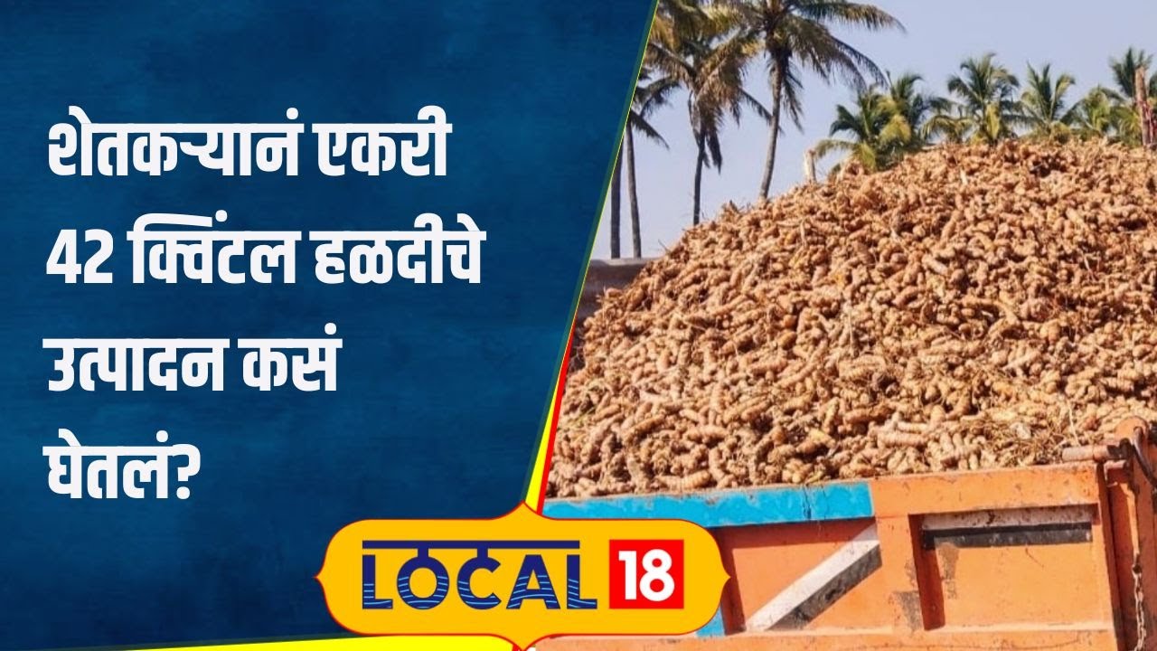 Turmeric farming सांगलीच्या शेतकऱ्यानं एकरी घेतलं 42 क्विंटल हळदीचे उत्पादन, कशी केली शेती?#local18