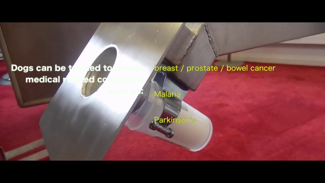 K9 Scent Detection Products | Nose work