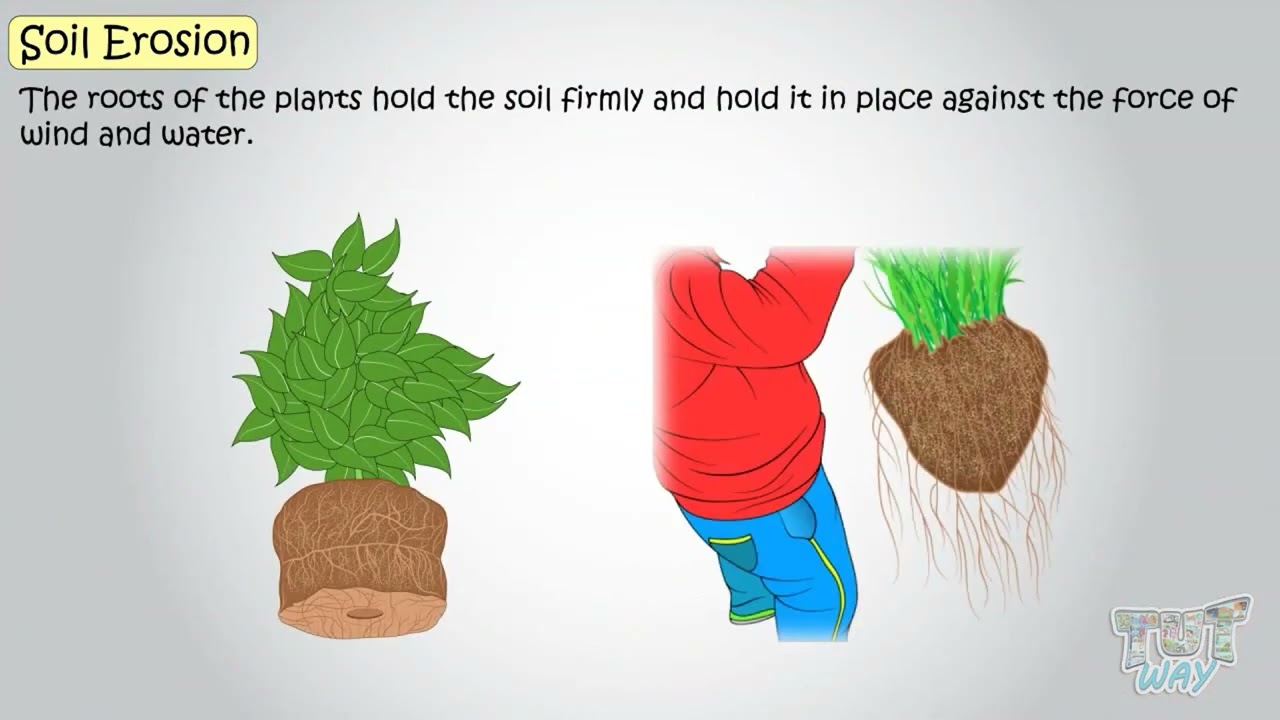 Soil Erosion & Soil Conservation | Effects of Soil Erosion | Formation of Soil | Science