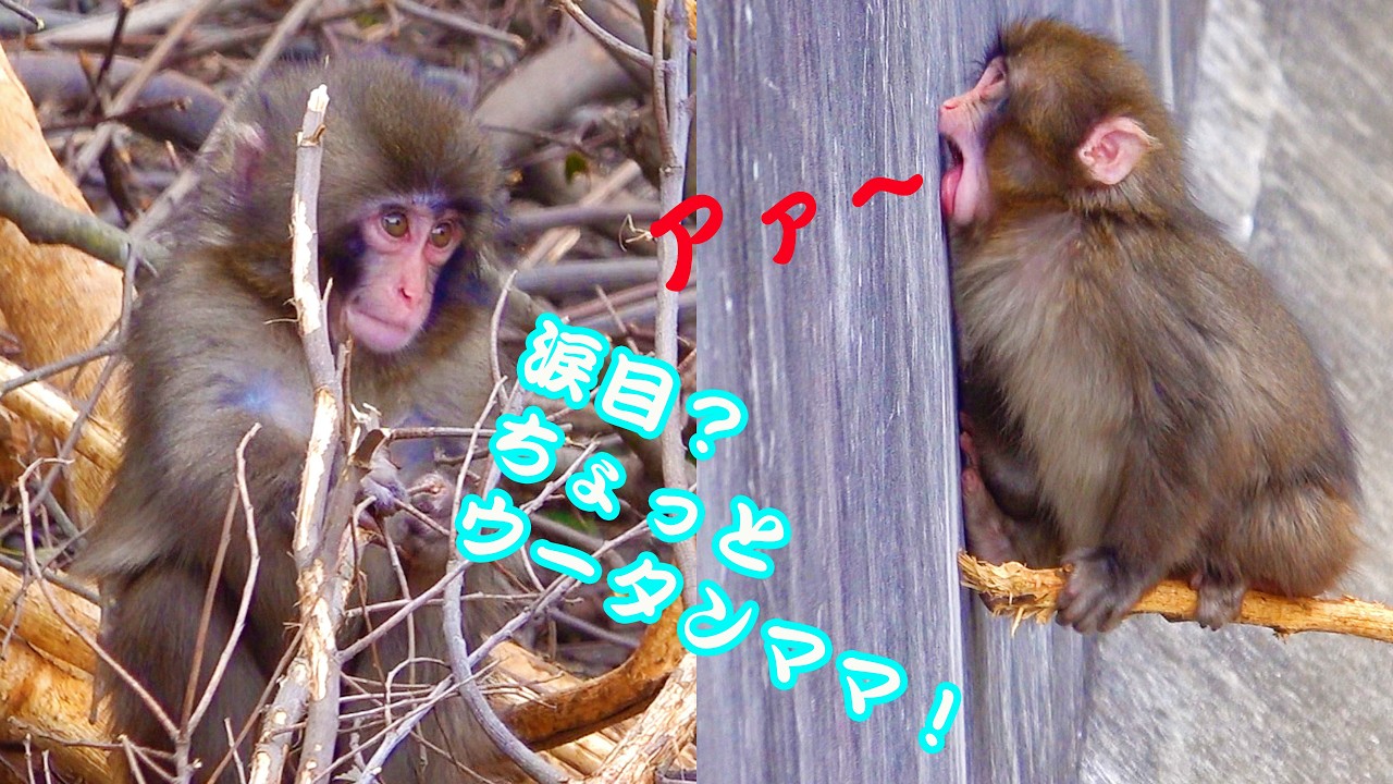 🐒 今日の#がんばれパンチ！🦧あぁ〜 枯れた材木置き場 は迷路だね🌲 丸太のホッピング！なのよ〜 😉 ボッチ遊びぃ〜！でも！負けない僕は賢い独り遊び 🧐　遊びタイム編 🧸Aき