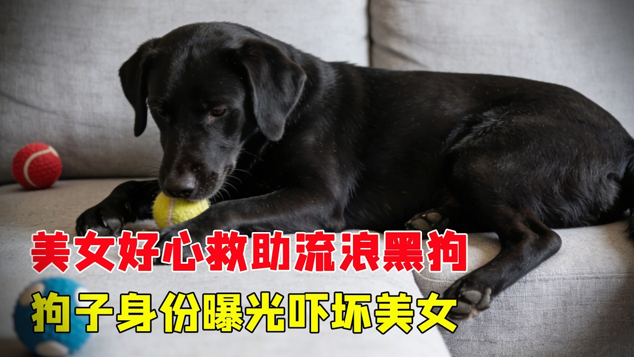 美女好心救助流浪黑狗，同吃同睡卻越養越不對勁，狗子身份曝光嚇壞美女！