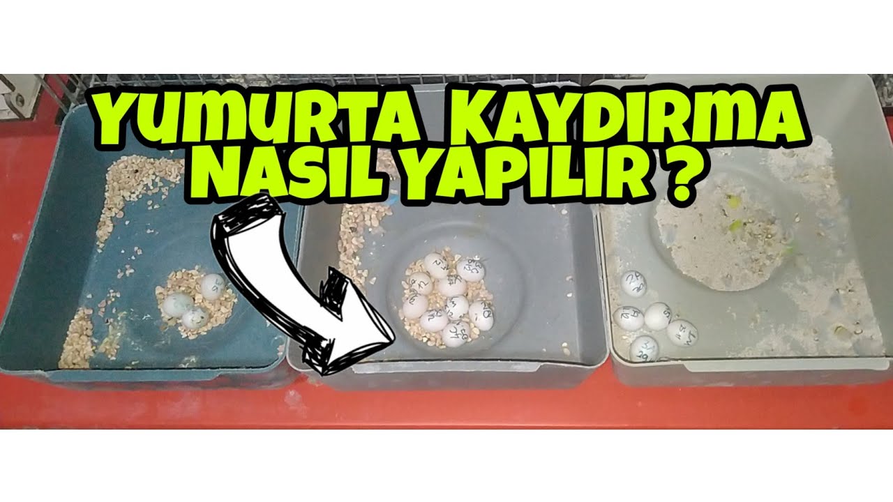 Muhabbet Kuşlarında Yumurta Kaydırma İşlemi Neden Ve Nasıl Yapılır ? #muhabbetkuşu